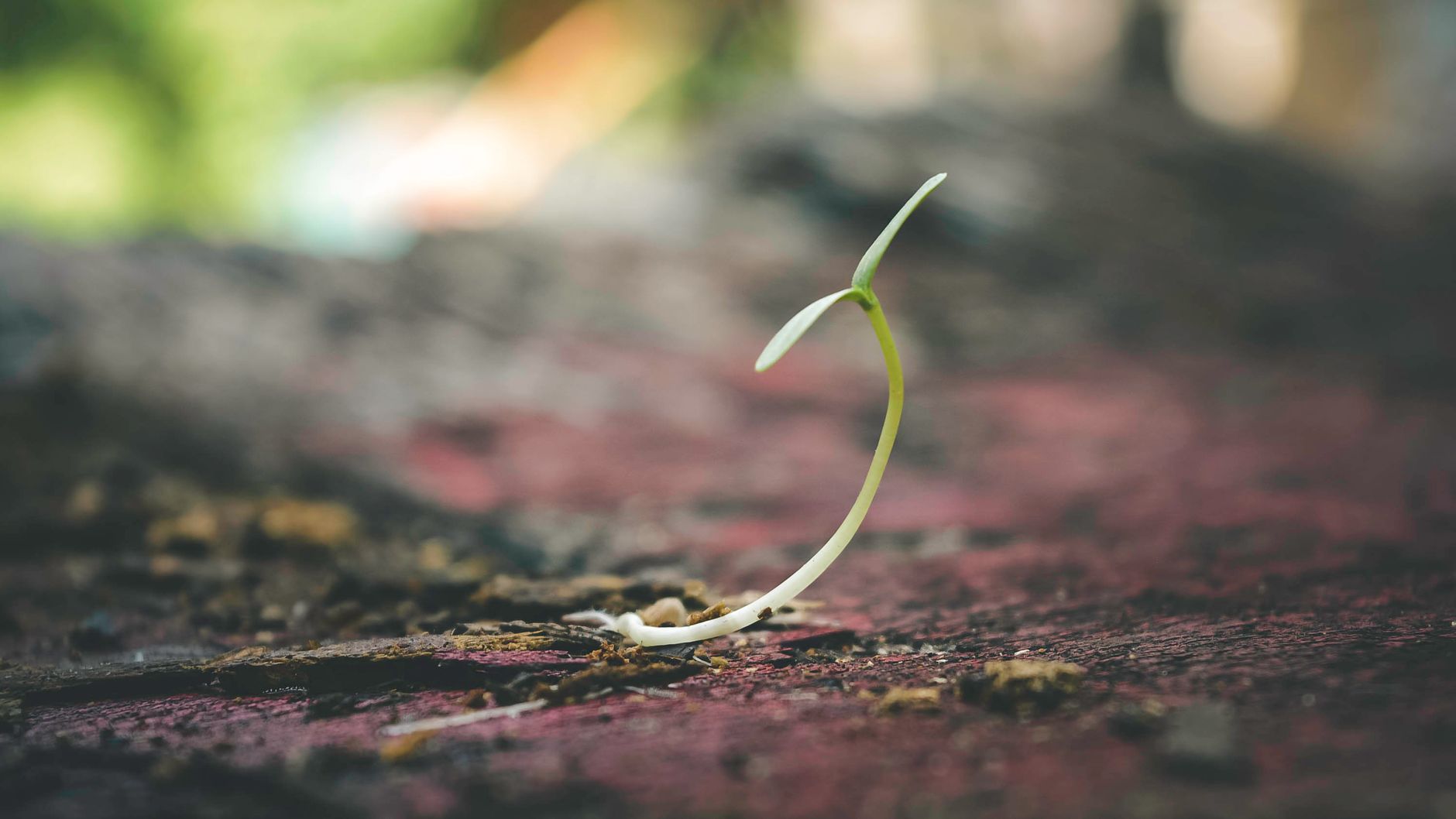 Content Seeding Là Gì? Định Nghĩa Chi Tiết - Content Seeding Là Gì? Chiến Lược Gieo Mầm Nội Dung Thúc Đẩy Chuyển Đổi Khá